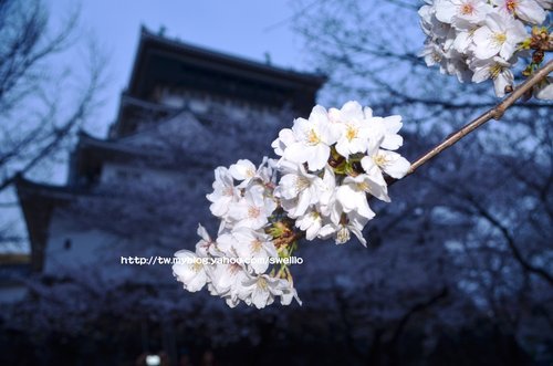 日本九州● 煙花三月上九州