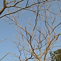 雖說滿山茂密的古樹參天，但是芝山岩也見到冬日的孤枝枯葉。.JPG