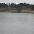 現今，「大潭」的水波依然不驚，一碧百頃，總盤旋著一家子的白鷺鷥上上下下或低空或點水或站立水面。.JPG