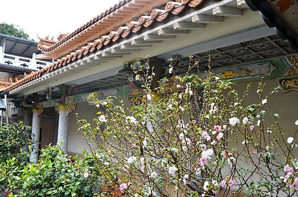 寺內的櫻花盛開，在春節期間格外引人注目。.JPG