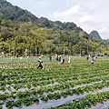 山腳下草莓園遍佈，各地遊客紛紛趁假日到此一遊，並享採草莓樂趣。.JPG