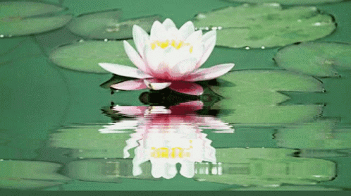 z19.gif