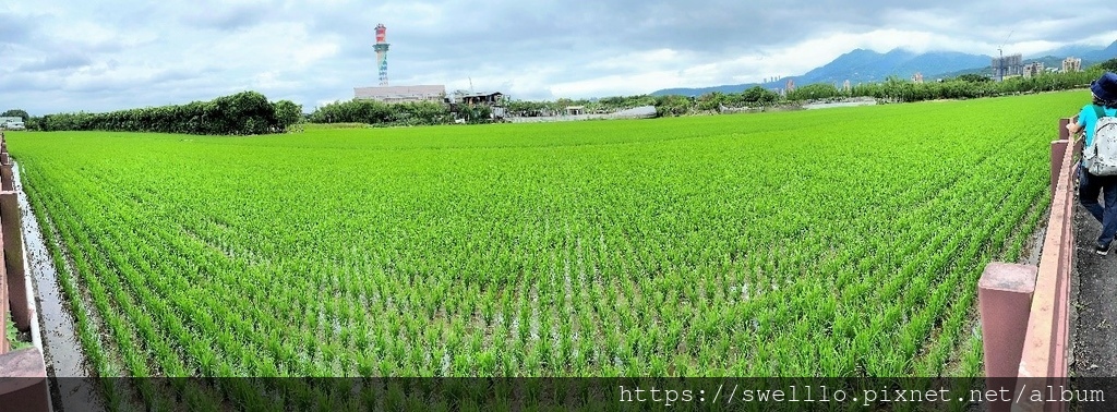 台北洲美● 田園、流水、四月天