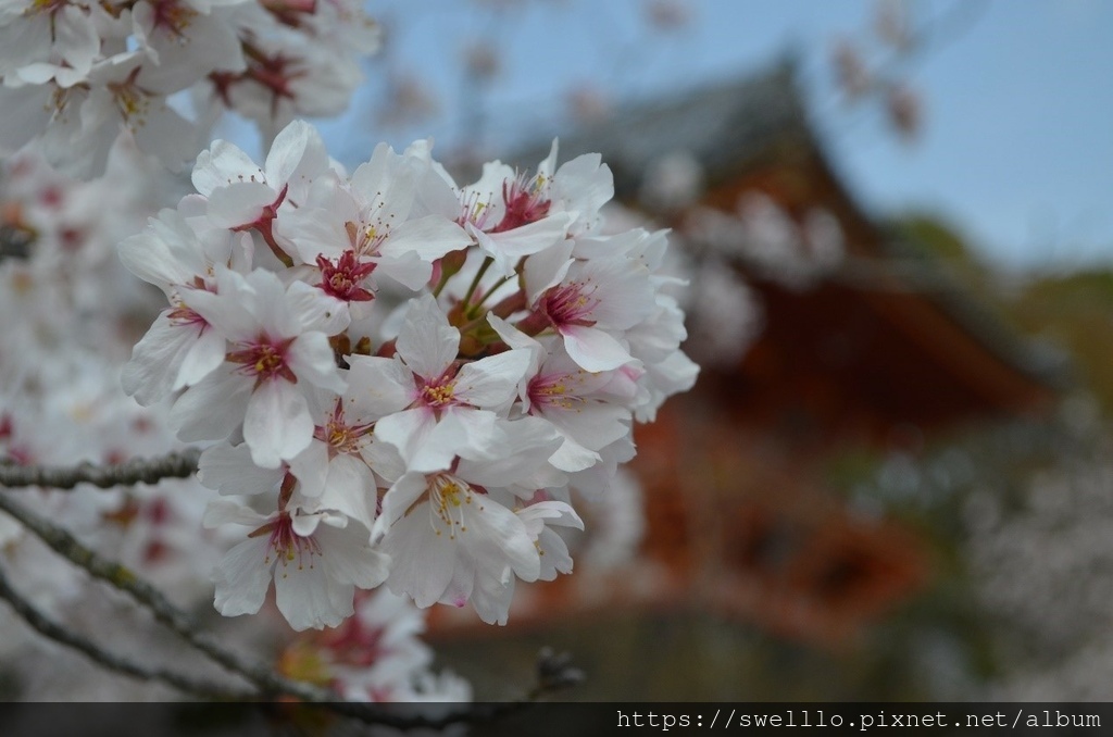 日本京都● 煙花三月上京都