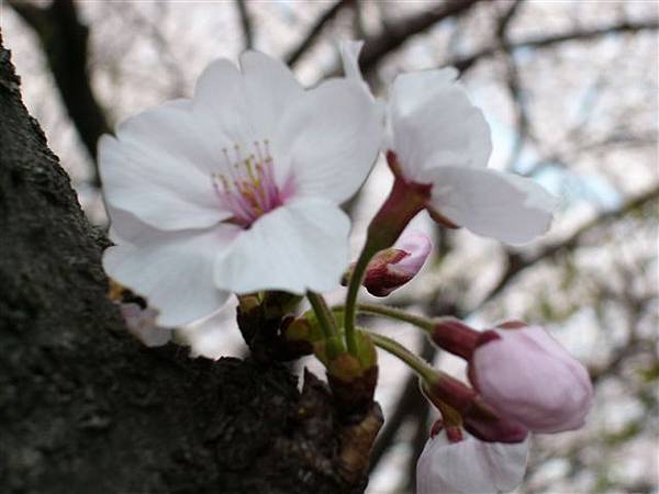 大倉山櫻花