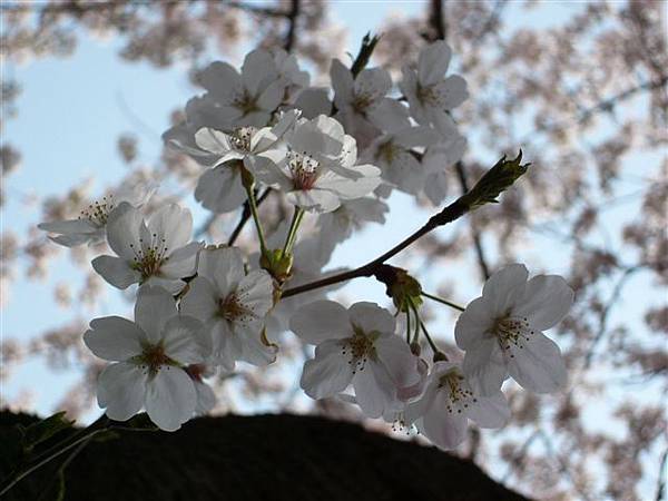 大倉山櫻花