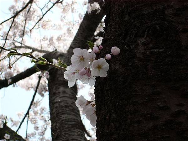 大倉山櫻花