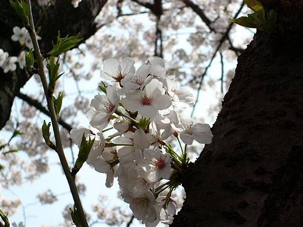 大倉山櫻花