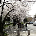 大倉山櫻花