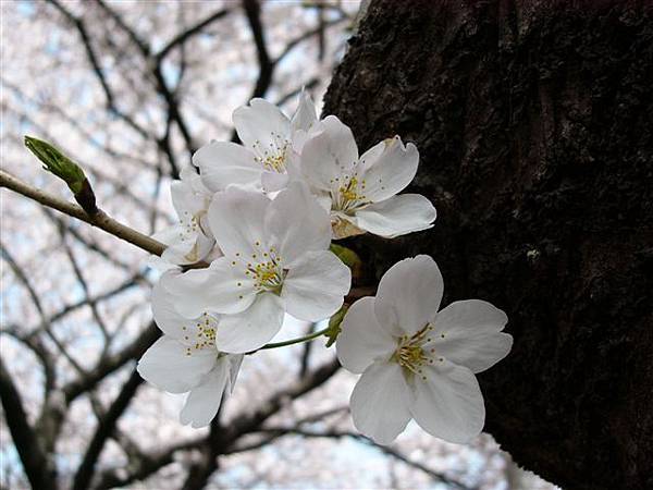 大倉山櫻花