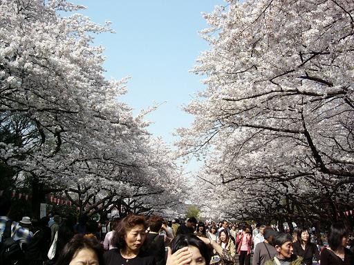 上野公園櫻花