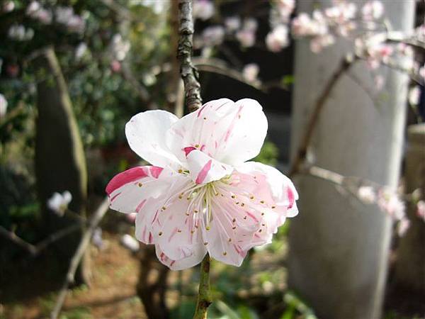 上野公園櫻花