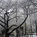 snow 030.jpg