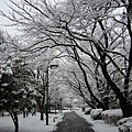 snow 039.jpg