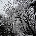 snow 043.jpg