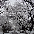 snow 048.jpg