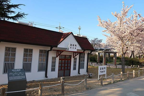 2019春韓國釜山Day3慶和站櫻花路 (1).JPG