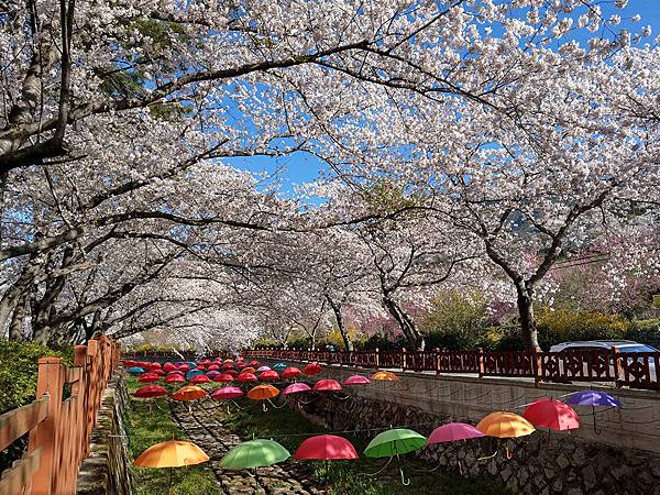 2019春韓國釜山Day3余佐川 (4).jpg