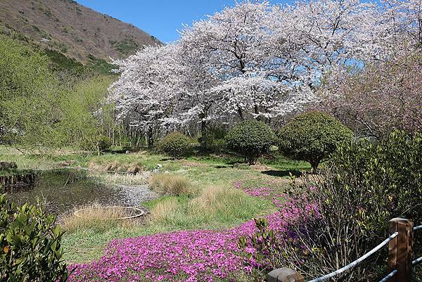 鎮海鏡面生態公園 (10).JPG