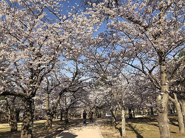 佛國寺櫻花林 (1).JPG 佛國寺櫻花林 (1).JPG