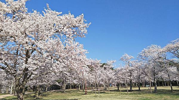 佛國寺櫻花林 (2).jpg 佛國寺櫻花林 (2).jpg