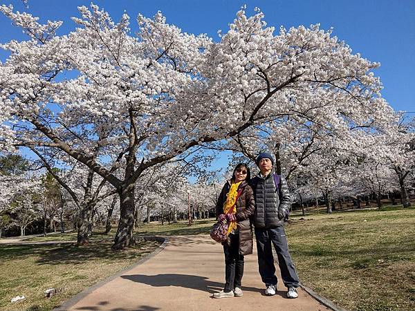 佛國寺櫻花林 (3).jpg 佛國寺櫻花林 (3).jpg