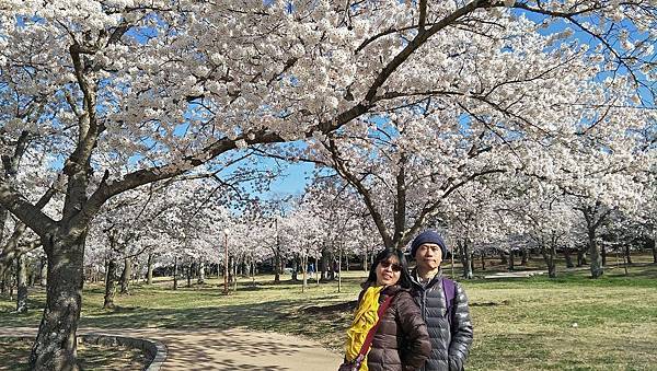 佛國寺櫻花林 (4).jpg 佛國寺櫻花林 (4).jpg