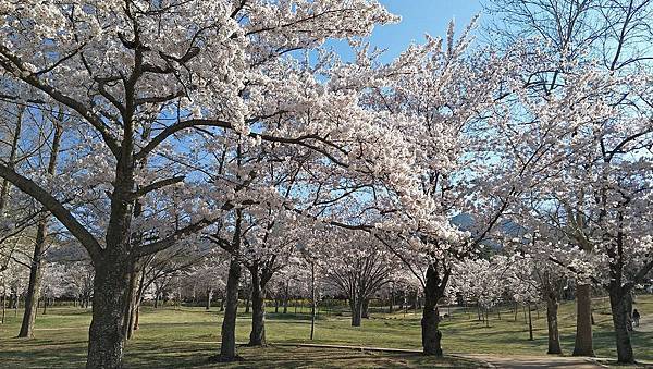 佛國寺櫻花林 (6).jpg 佛國寺櫻花林 (6).jpg