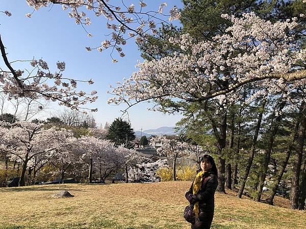 佛國寺櫻花林 (7).JPG