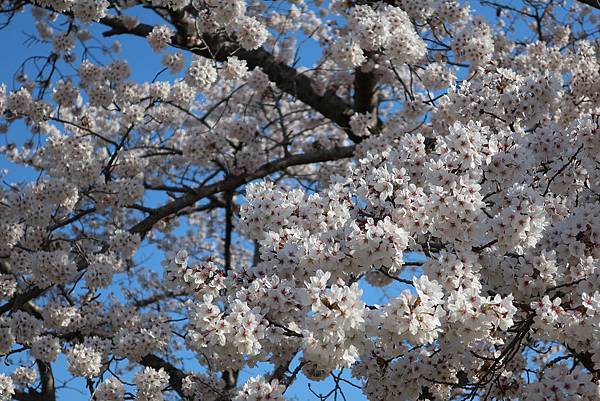 佛國寺櫻花林 (8).JPG 佛國寺櫻花林 (8).JPG
