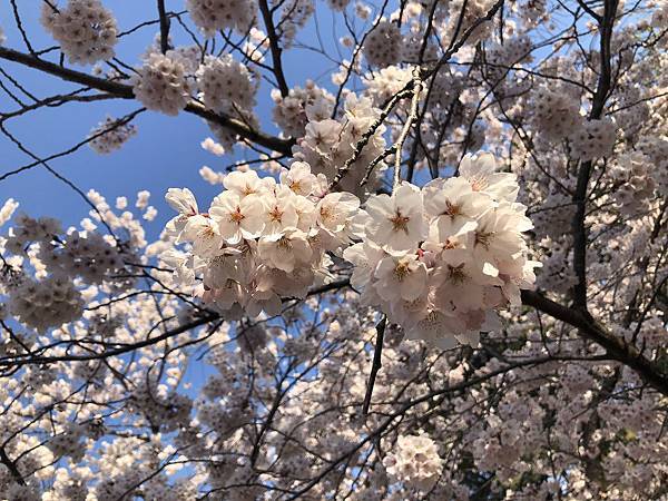 佛國寺櫻花林 (10).JPG 佛國寺櫻花林 (10).JPG