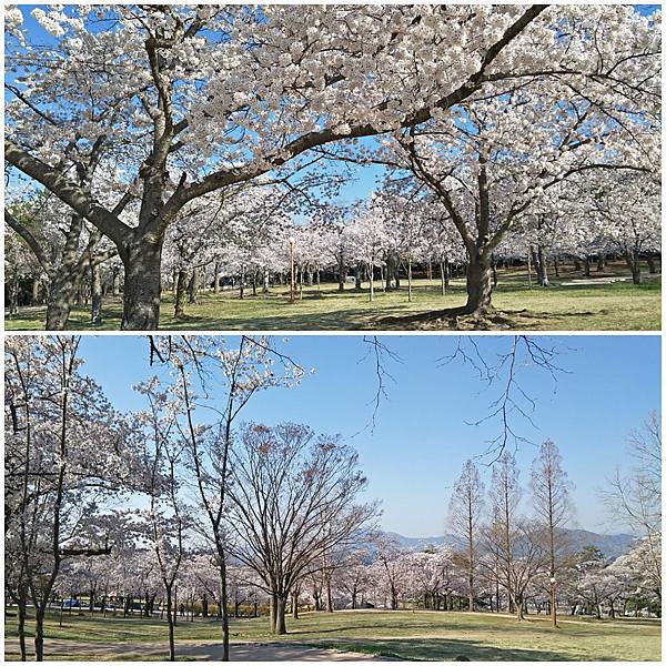 佛國寺櫻花林.jpg 佛國寺櫻花林.jpg