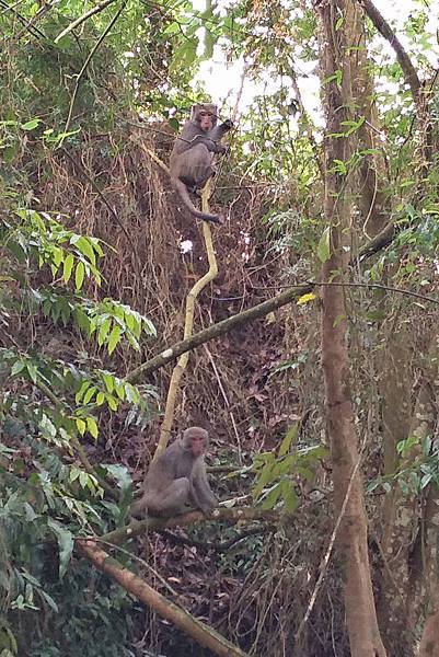 1090412獨立山步道 (6).jpg 1090412獨立山步道 (6).jpg