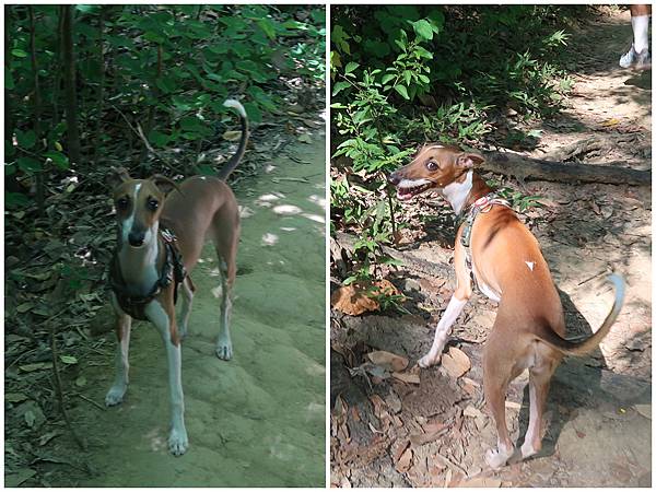1090719蘭潭後山步道 (9).jpg 1090719蘭潭後山步道 (9).jpg