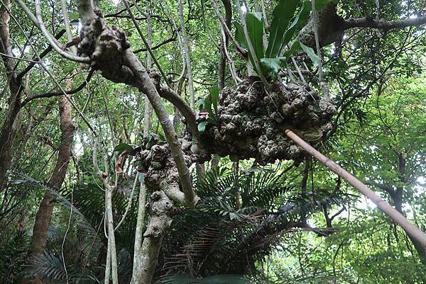 1091018關子嶺枕頭山 (33).JPG 1091018關子嶺枕頭山 (33).JPG