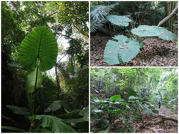 1091018關子嶺枕頭山 (35).JPG 1091018關子嶺枕頭山 (35).JPG