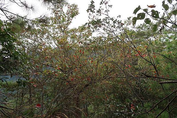 1091114唐麻丹山 (28).JPG 1091114唐麻丹山 (28).JPG