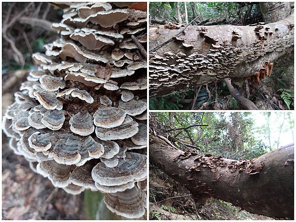 1091114唐麻丹山 (61).jpg 1091114唐麻丹山 (61).jpg