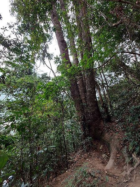 1091114唐麻丹山 (64).jpg 1091114唐麻丹山 (64).jpg