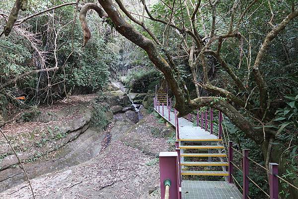 1091128草嶺 (15).JPG 1091128草嶺 (15).JPG