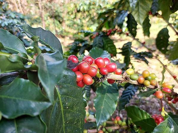 1091128草嶺 (62).jpg 1091128草嶺 (62).jpg