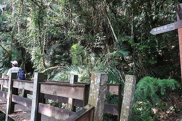 1091128草嶺 (65).JPG 1091128草嶺 (65).JPG