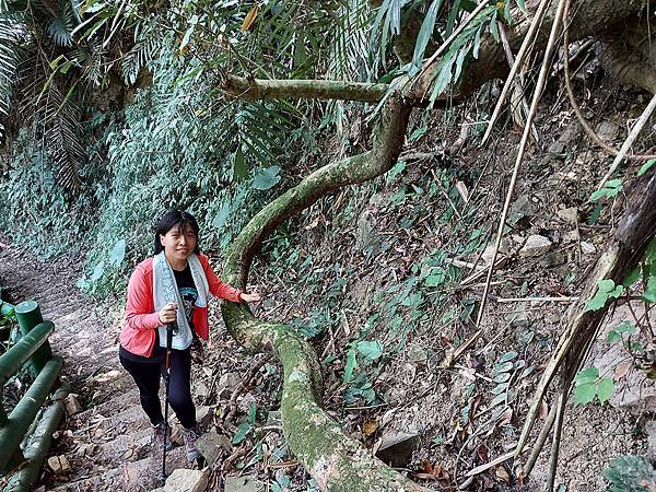 1091128草嶺 (67).jpg 1091128草嶺 (67).jpg