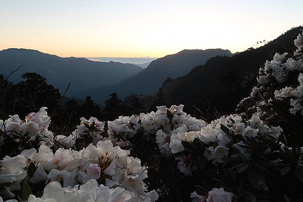 1100424合歡山玉山杜鵑 (9).JPG