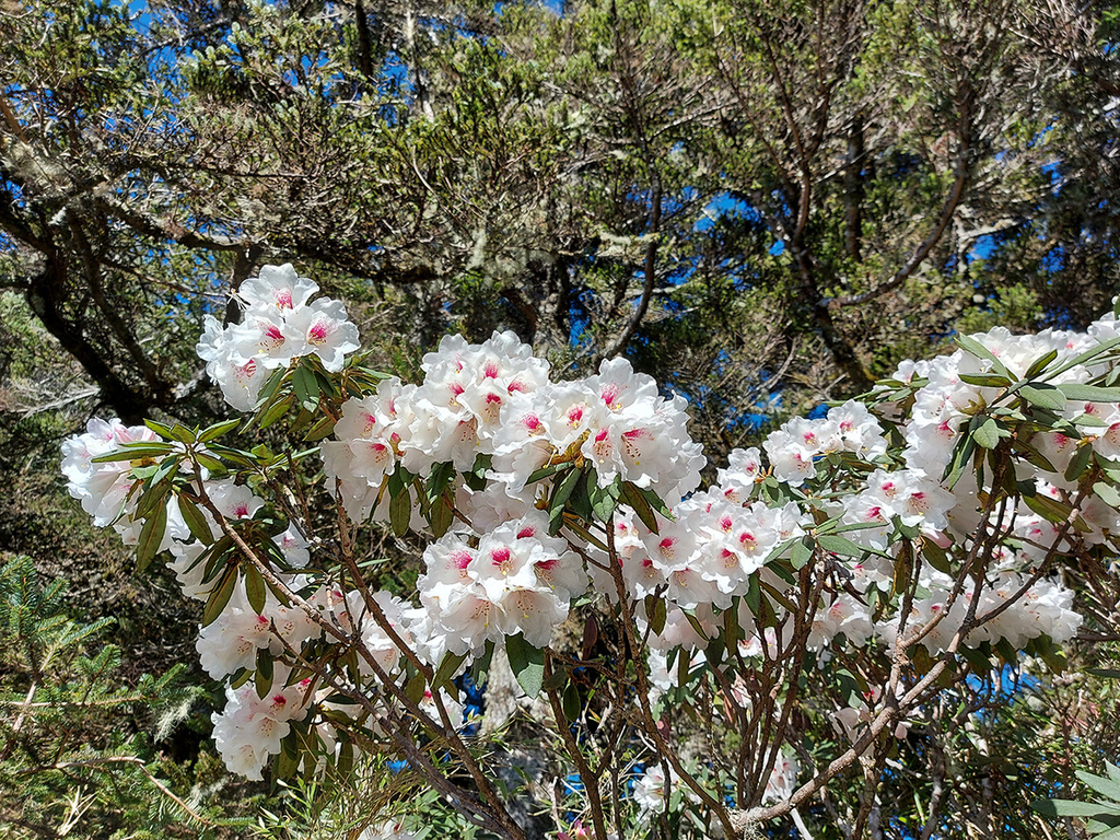 1100424合歡山玉山杜鵑 (23).jpg