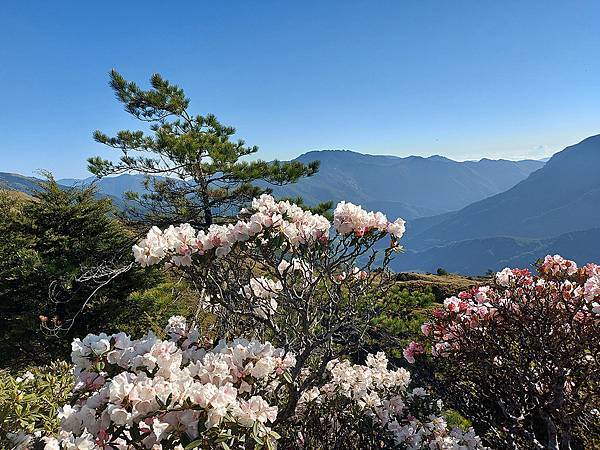 1100424合歡山玉山杜鵑 (31).jpg