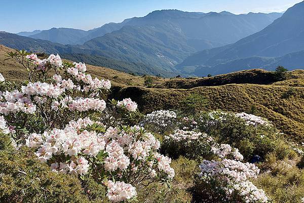 1100424合歡山玉山杜鵑 (38).jpg