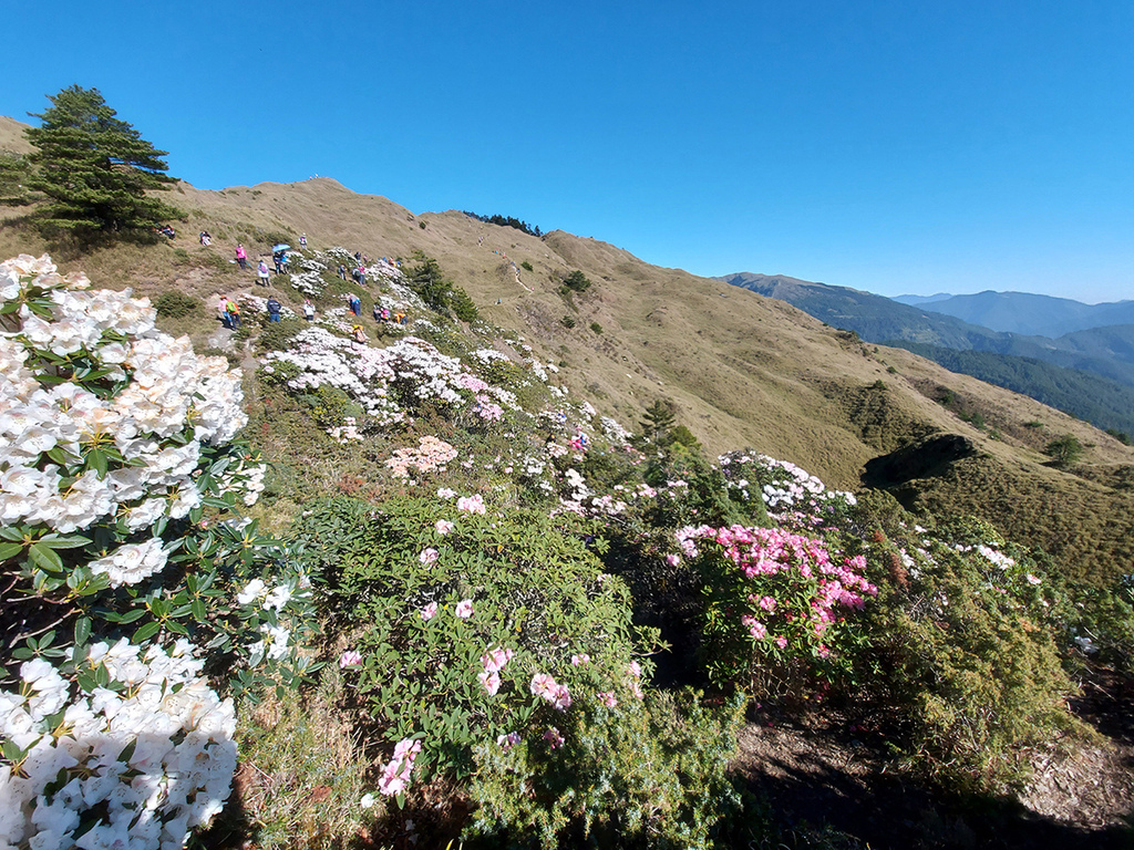 1100424合歡山玉山杜鵑 (44).jpg