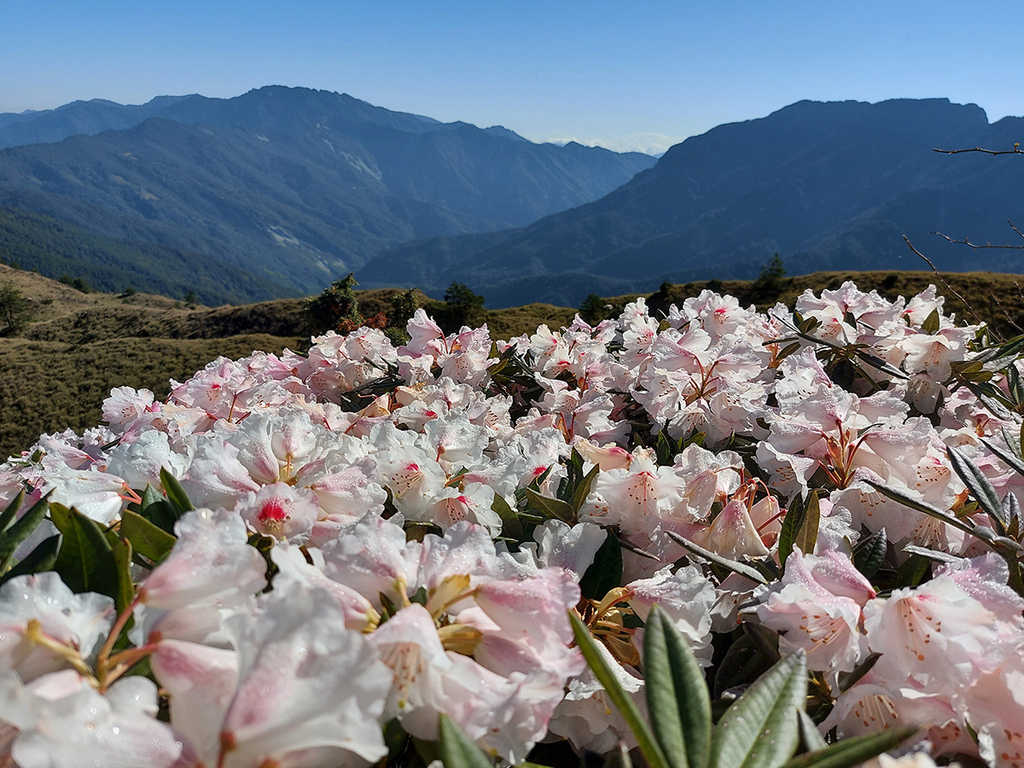 1100424合歡山玉山杜鵑 (49).jpg