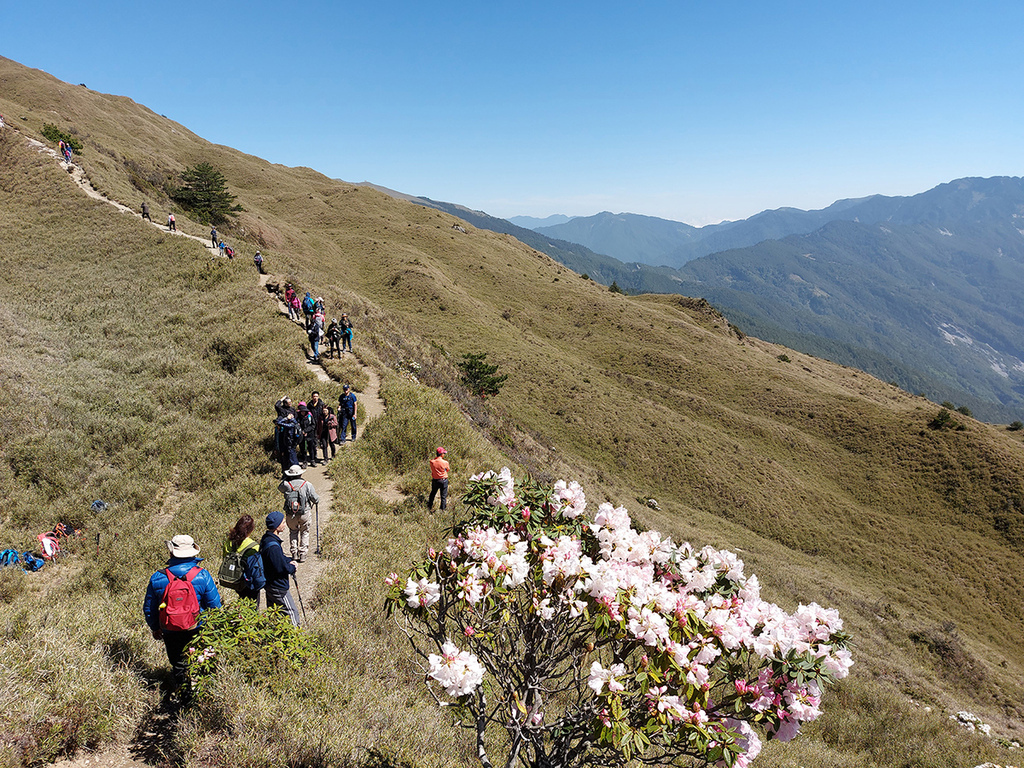 1100424合歡山玉山杜鵑 (68).jpg